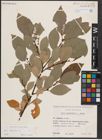 Foto von Salix caprea L.